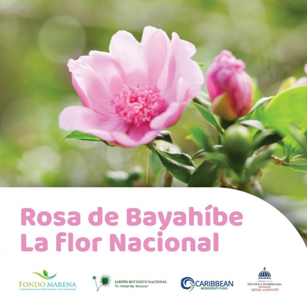 Conoces la flor nacional de República Dominicana?