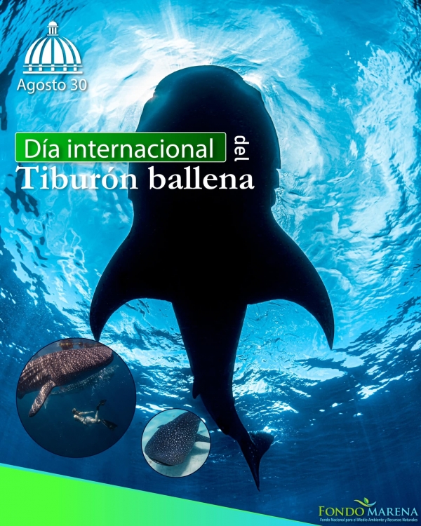 Dia Internacional del Tiburón Ballena